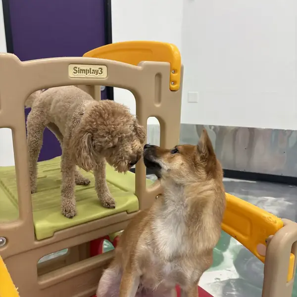 Dog relaxing during a boarding stay